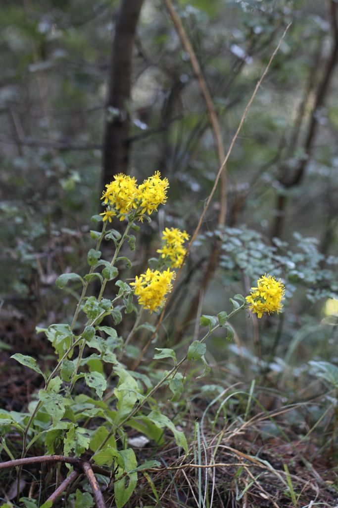 Solidago virgaurea / Verga d''oro comune